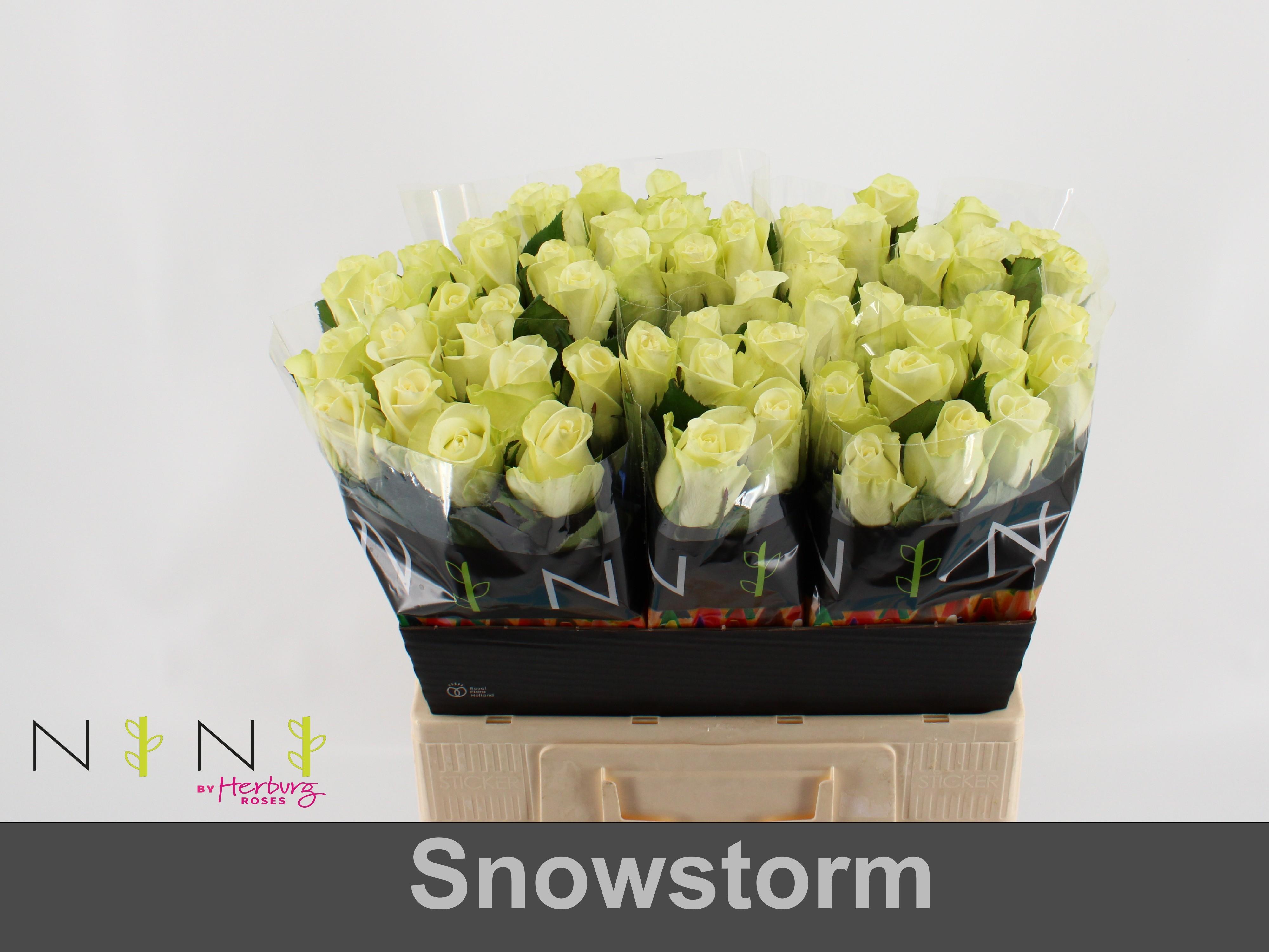 Срезанные цветы оптом Rosa large snowstorm+ от 80шт из Голландии с доставкой по России