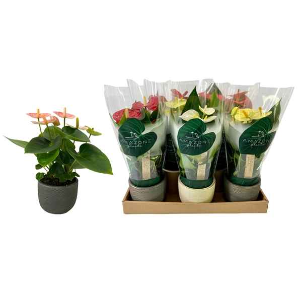 Горшечные цветы и растения оптом Anth An Mix Luxury Ceramic (amazone) от 8шт из Голландии с доставкой по России
