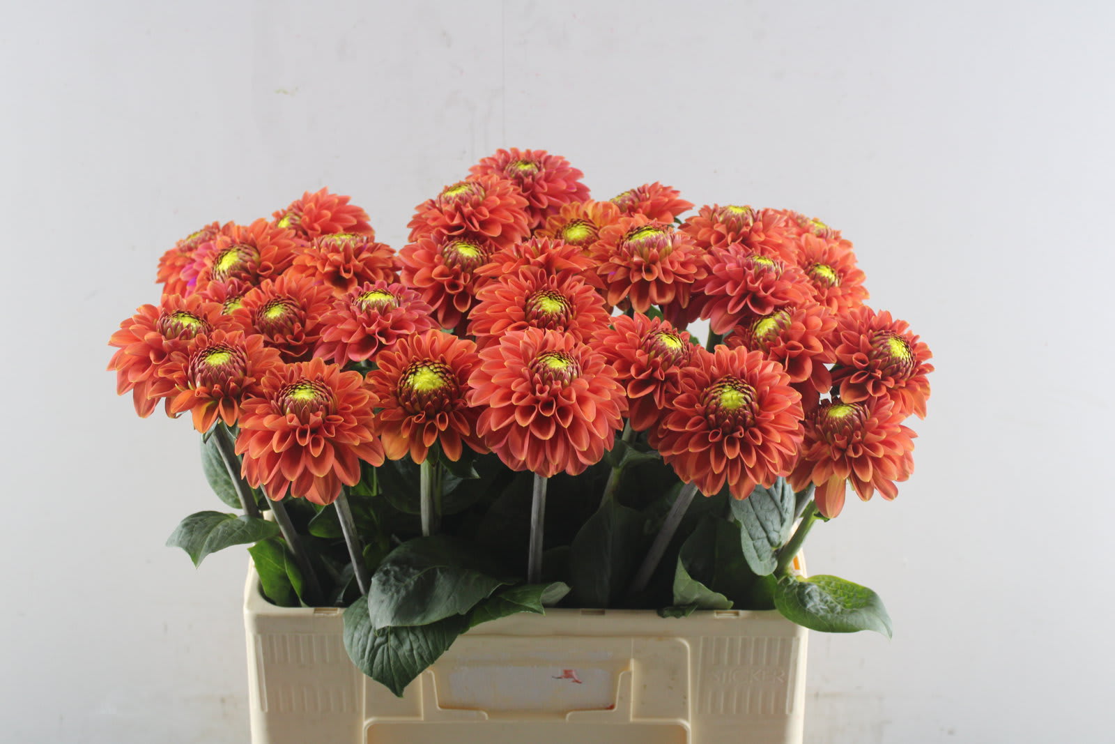 Срезанные цветы оптом Dahlia orange fox от 30шт. из Голландии с доставкой по России