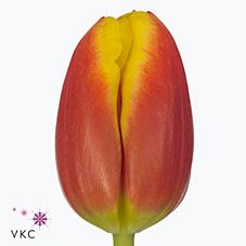 Срезанные цветы оптом Tulipa si dow jones от 200шт из Голландии с доставкой по России