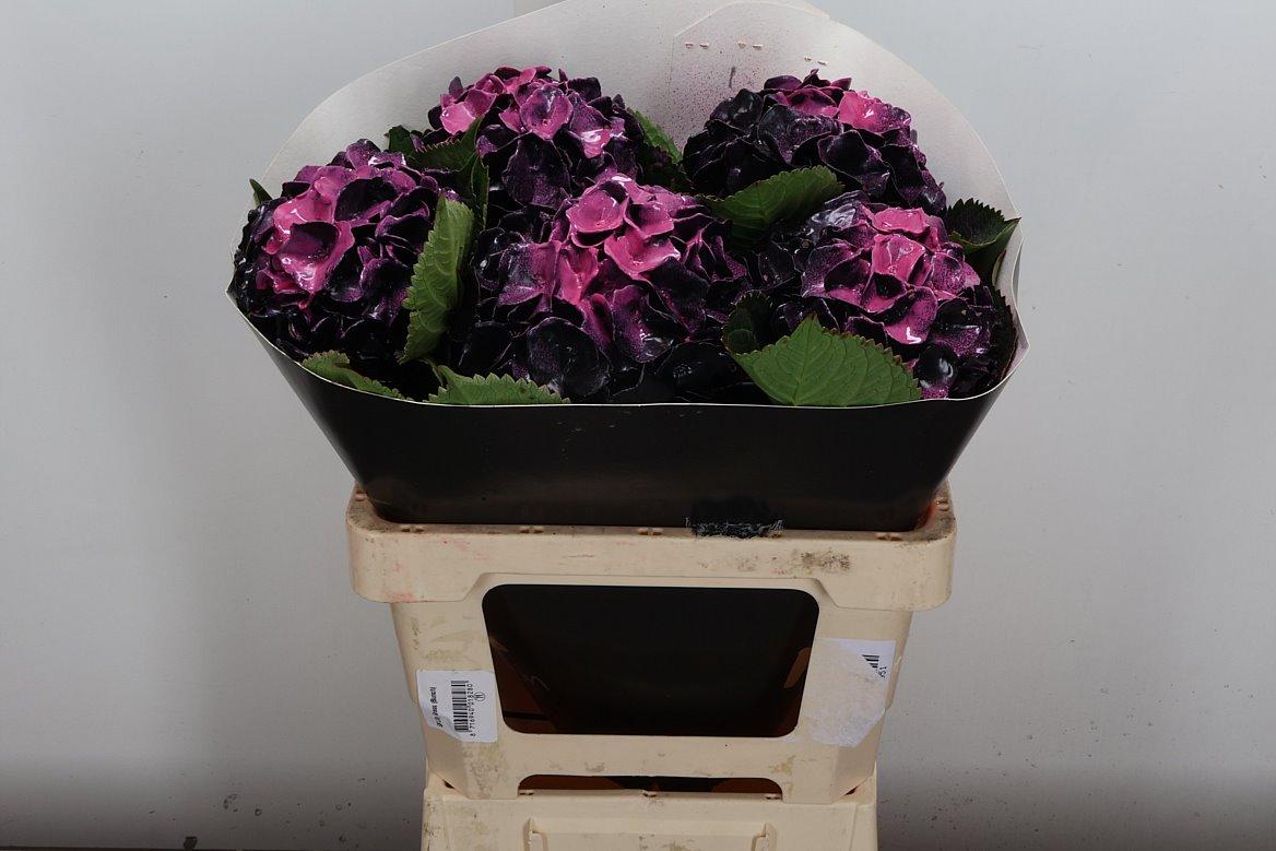 Срезанные цветы оптом Hydrangea wax black beauty от 5шт из Голландии с доставкой по России