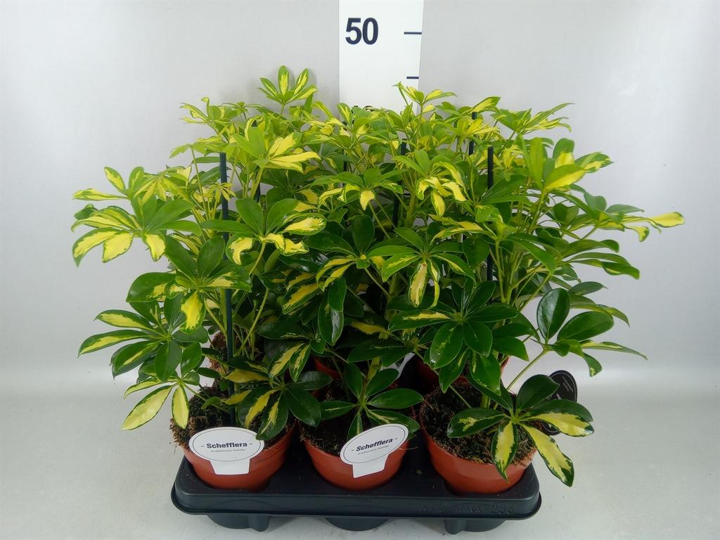 Горшечные цветы и растения оптом Schefflera Arbor. gerda от 6шт из Голландии с доставкой по России