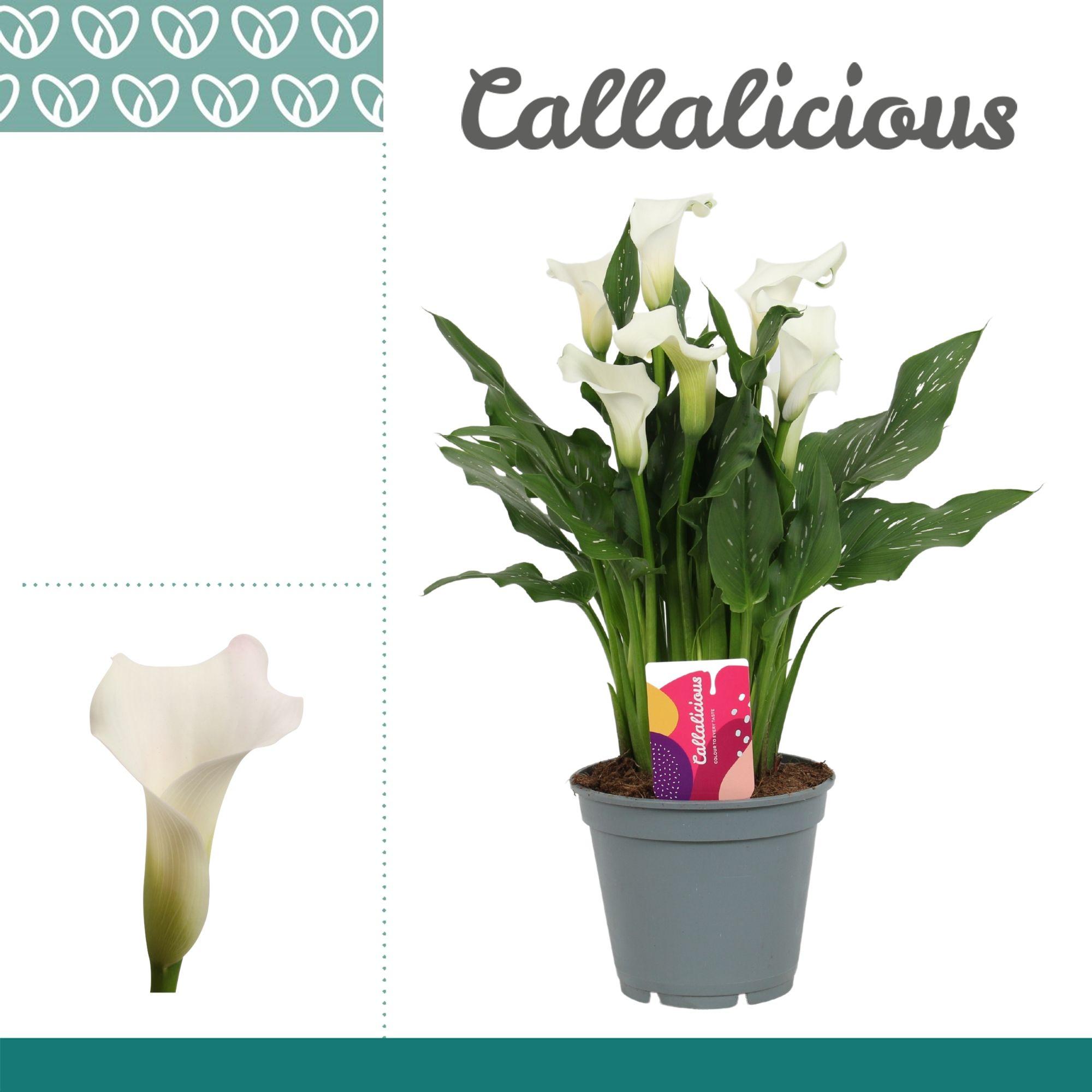 Горшечные цветы и растения оптом Zantedeschia White от 6шт из Голландии с доставкой по России