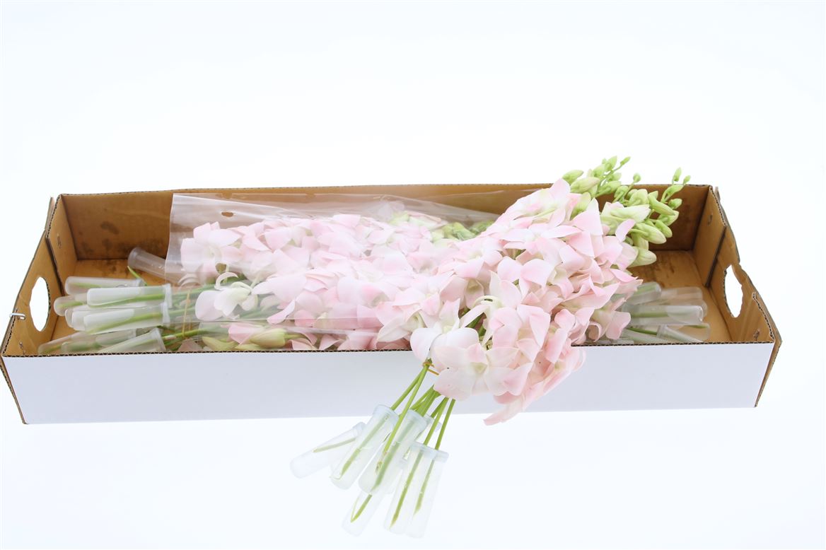 Срезанные цветы оптом Dendrobium cristina от 40шт из Голландии с доставкой по России