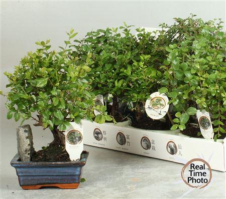 Горшечные цветы и растения оптом Bonsai Gem Met Steen от 8шт из Голландии с доставкой по России
