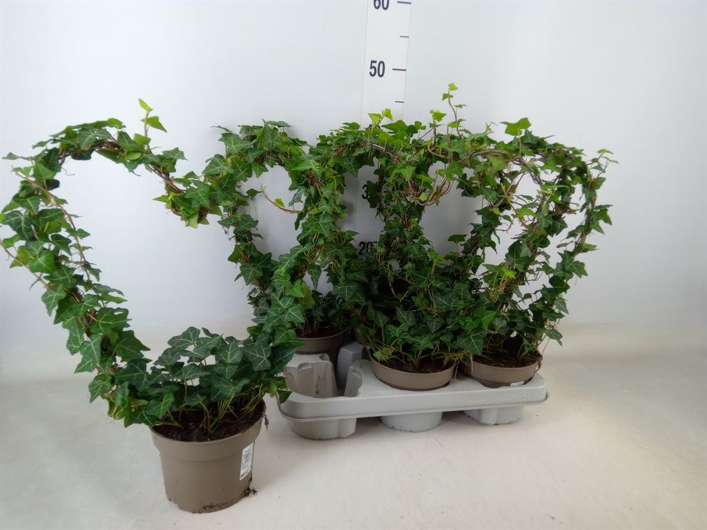 Горшечные цветы и растения оптом Hedera   ...green Leafed от 6шт из Голландии с доставкой по России