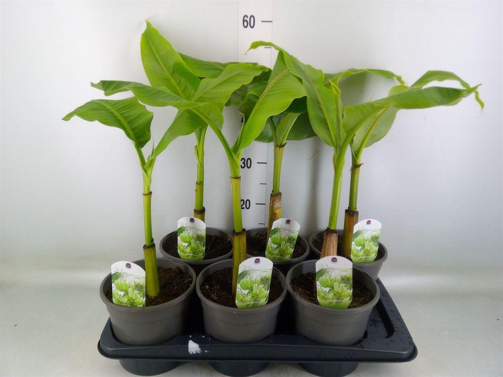 Горшечные цветы и растения оптом Musa Basjoo от 6шт из Голландии с доставкой по России