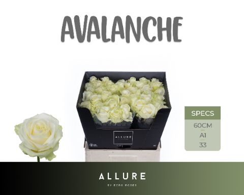 Срезанные цветы оптом Rosa large avalanche+ Allure от 40шт из Голландии с доставкой по России