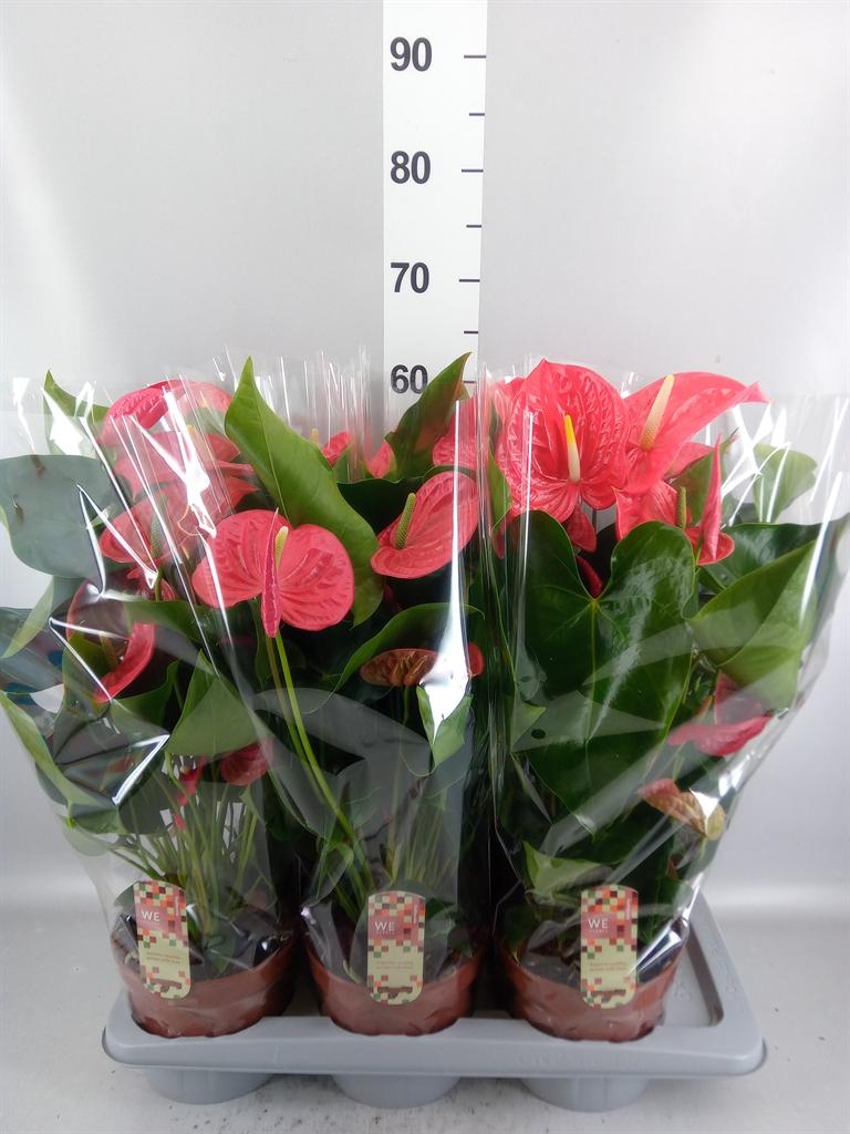 Горшечные цветы и растения оптом Anthurium Andr. california от 6шт из Голландии с доставкой по России