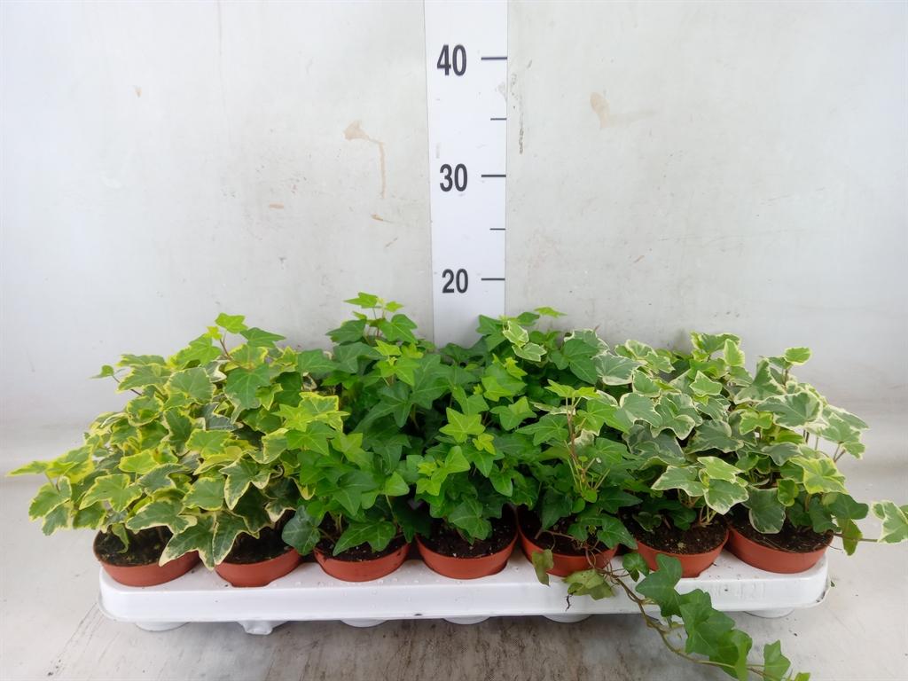 Горшечные цветы и растения оптом Hedera   ...mix от 21шт (для телеги) из Голландии с доставкой по России