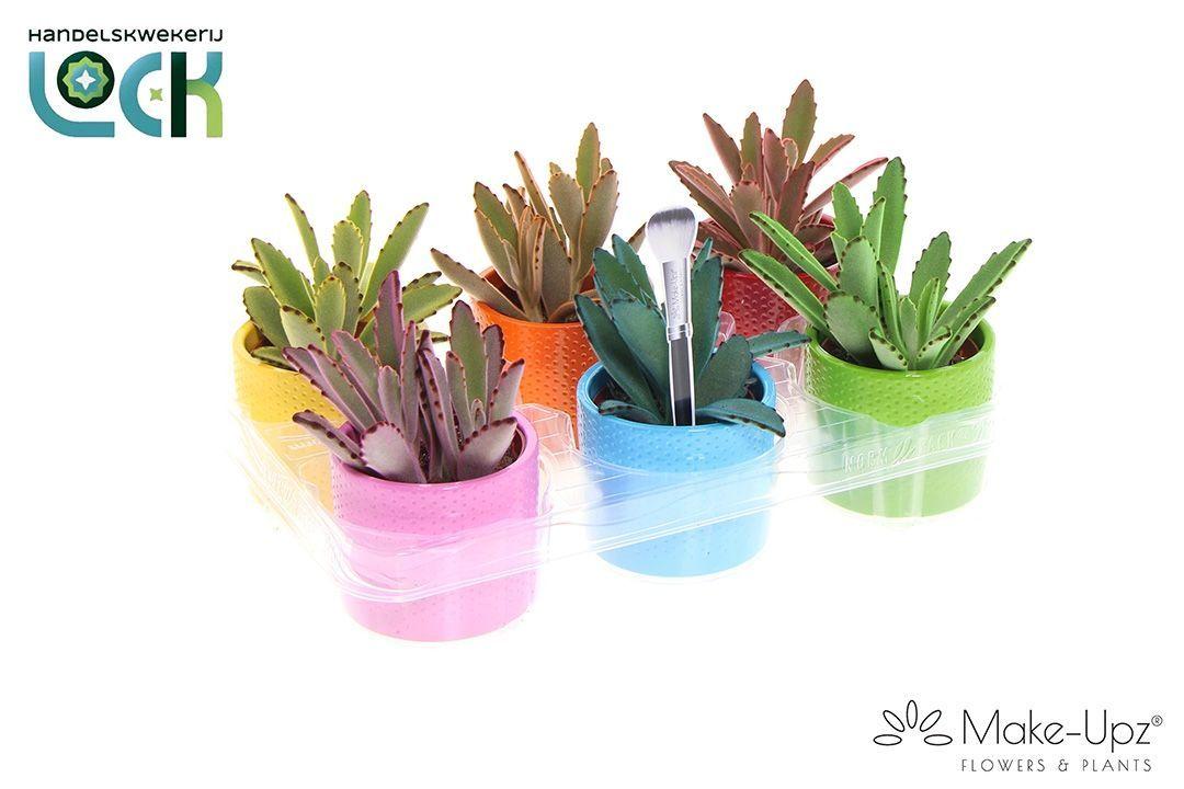 Горшечные цветы и растения оптом Kalanchoe Tomentosa от 6шт (для телеги) из Голландии с доставкой по России