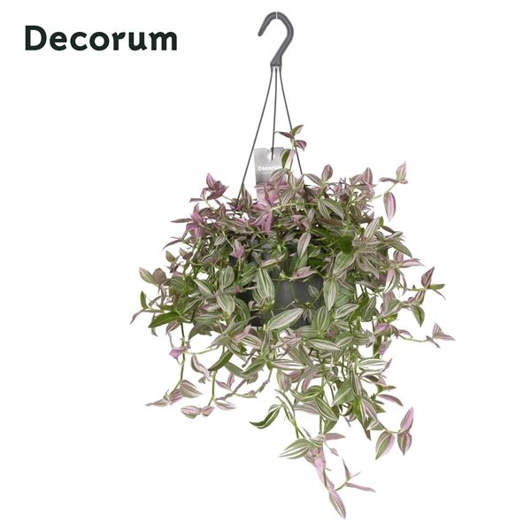 Горшечные цветы и растения оптом Tradescantia Fluminensis Pink Hill Hangpot ( от 6шт из Голландии с доставкой по России