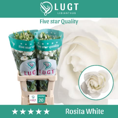 Срезанные цветы оптом Lisianthus do rosita white от 20шт. из Голландии с доставкой по России