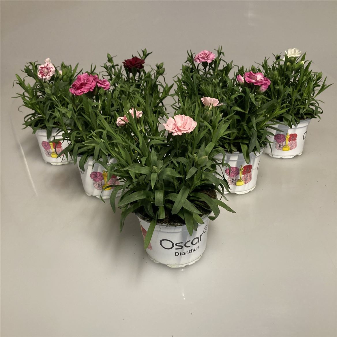 Горшечные цветы и растения оптом Dianthus Oscar Mix от 12шт из Голландии с доставкой по России