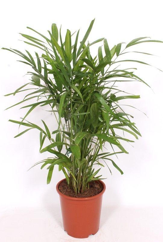 Горшечные цветы и растения оптом Pthychosperma Macarthurii от 1шт из Голландии с доставкой по России