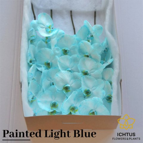 Срезанные цветы оптом Phalaenopsis paint blue light (flower) от 25шт из Голландии с доставкой по России