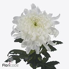 Срезанные цветы оптом Chrys bl tutu от 60шт из Голландии с доставкой по России