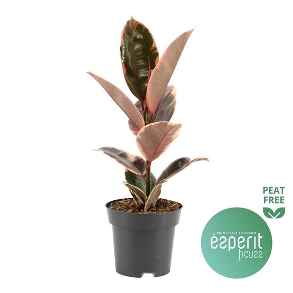 Горшечные цветы и растения оптом Ficus El Belize от 8шт из Голландии с доставкой по России