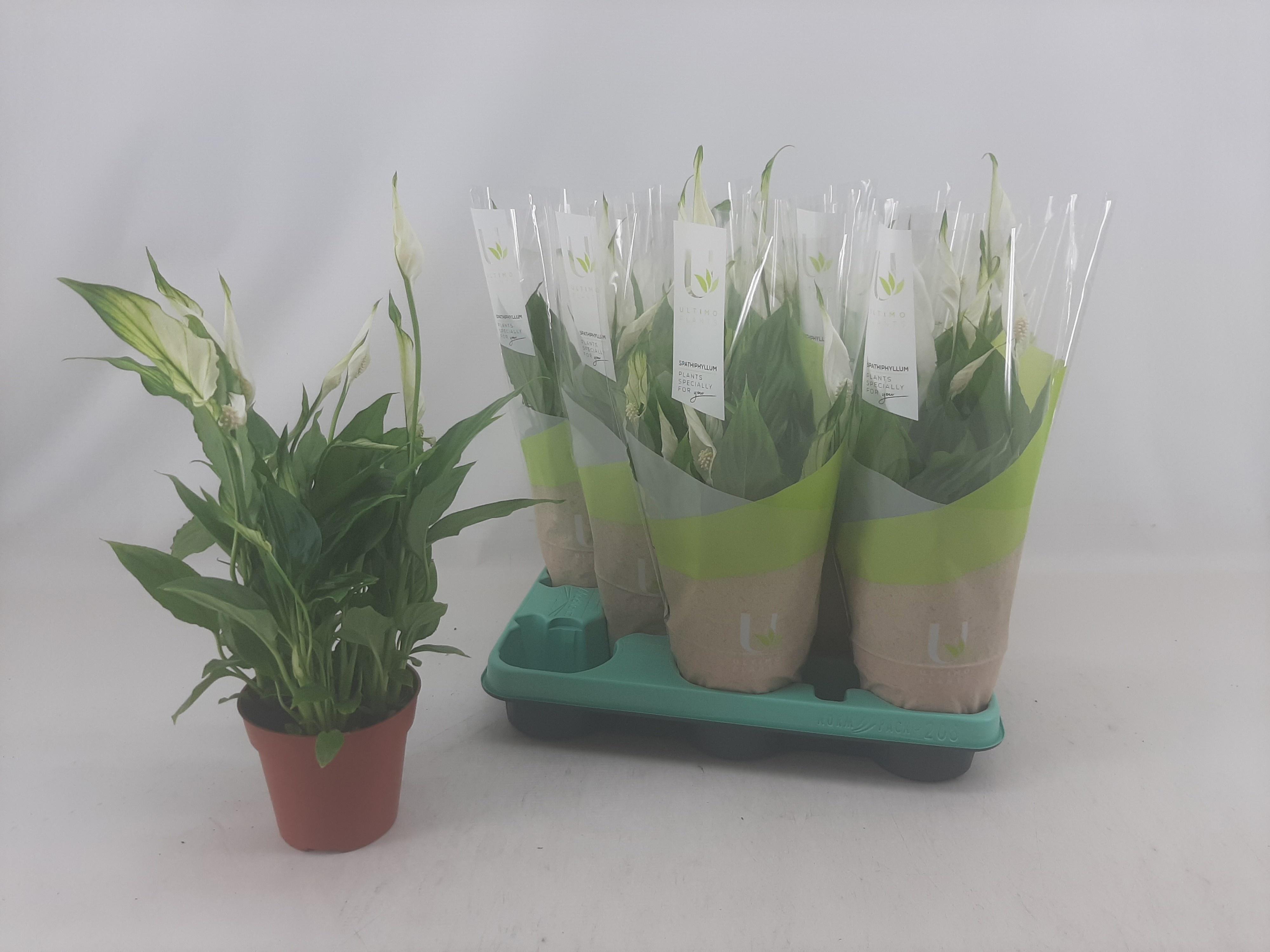 Горшечные цветы и растения оптом Spath Torelli от 8шт из Голландии с доставкой по России