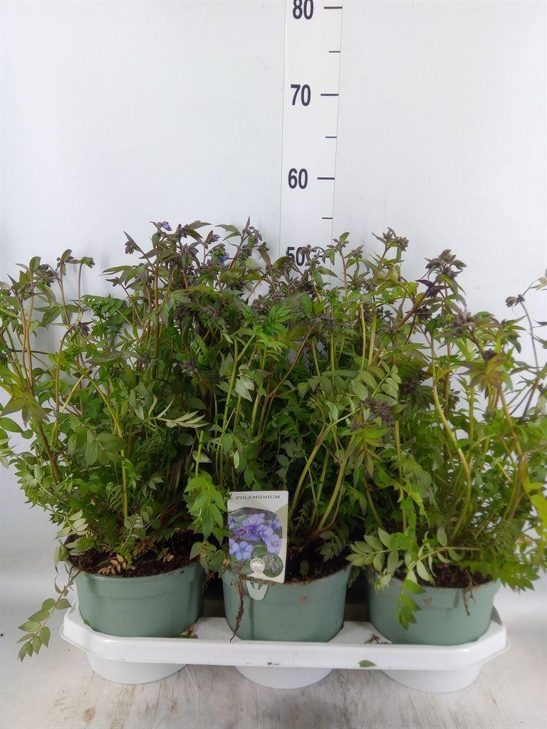 Горшечные цветы и растения оптом Polemonium Caeruleum от 3шт из Голландии с доставкой по России