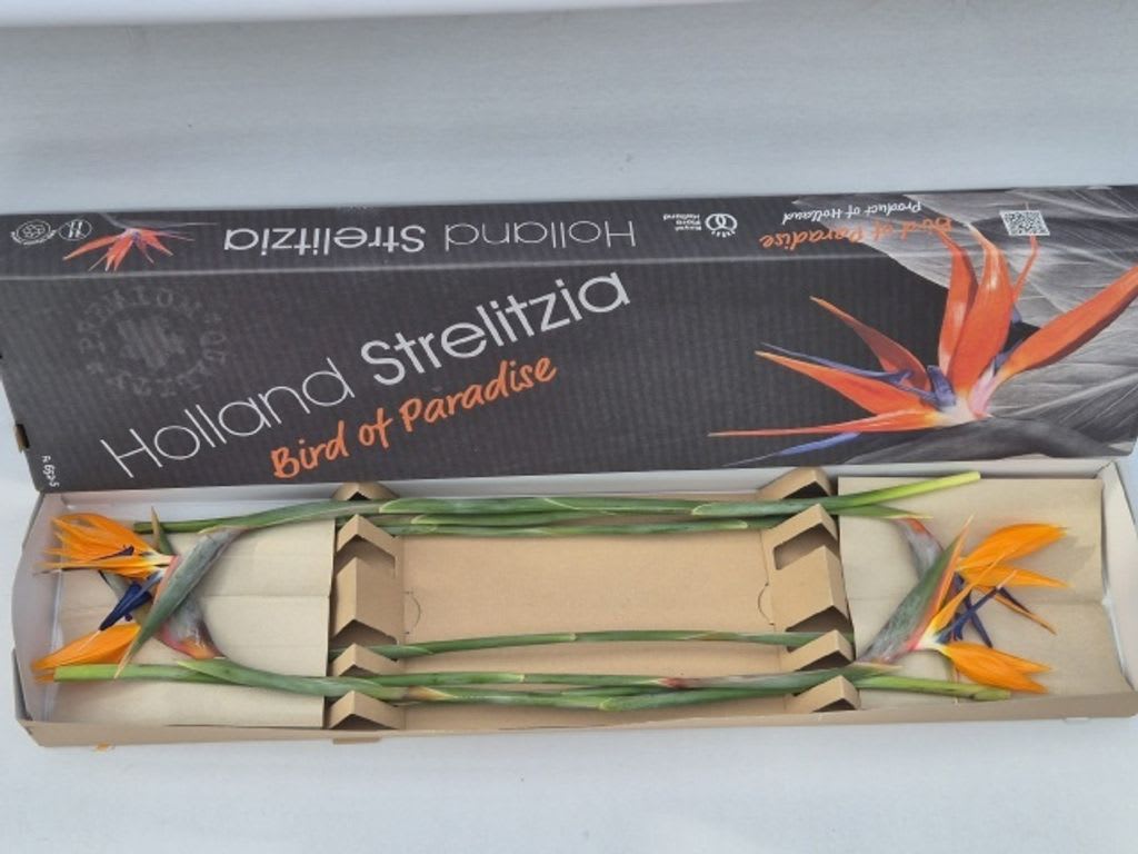 Срезанные цветы оптом Strelitzia flower от 8шт из Голландии с доставкой по России