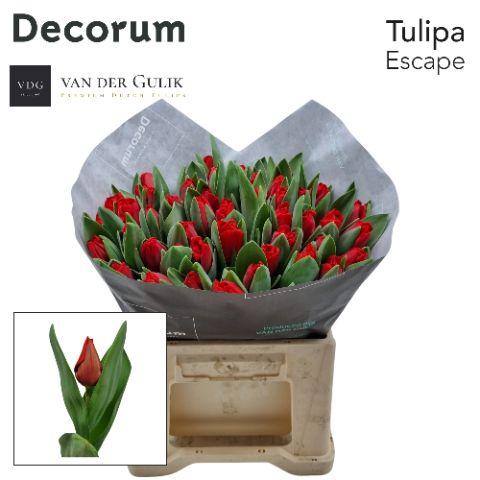 Срезанные цветы оптом Tulipa si escape от 50шт из Голландии с доставкой по России