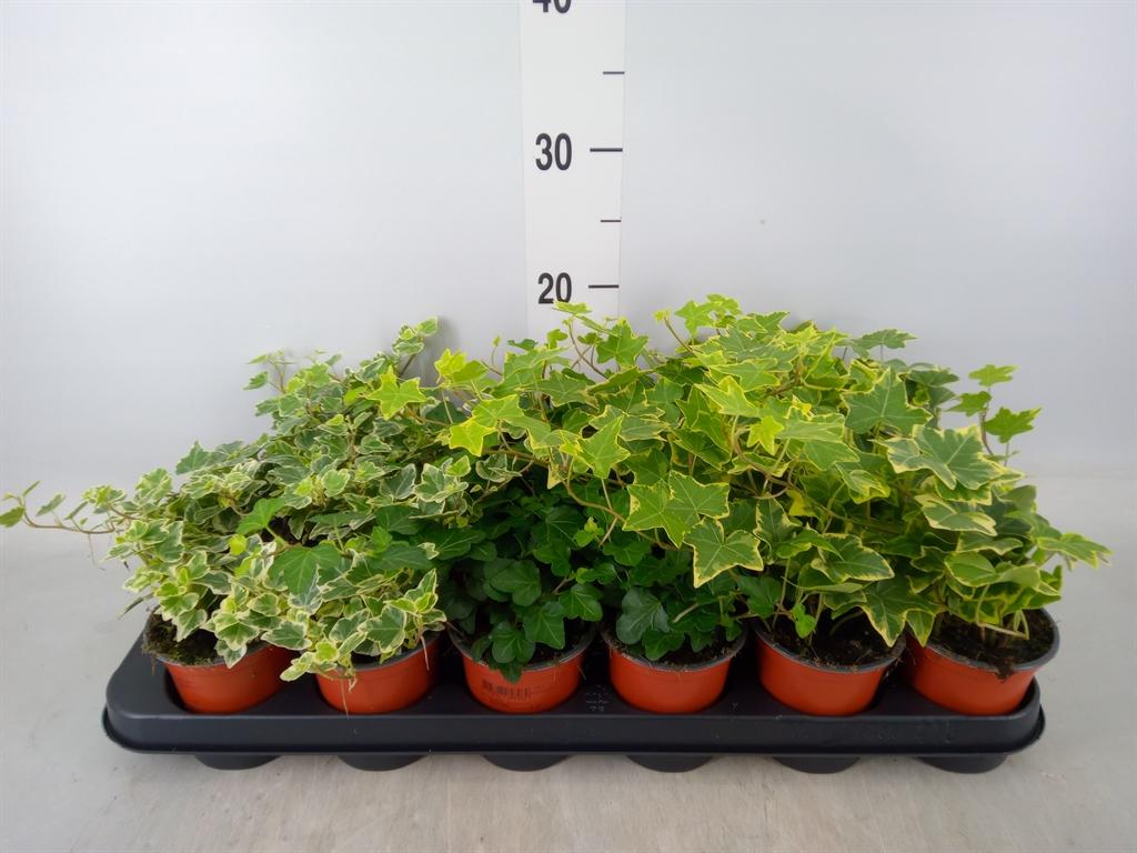 Горшечные цветы и растения оптом Hedera Helix   ...mix 3 от 18шт (для телеги) из Голландии с доставкой по России