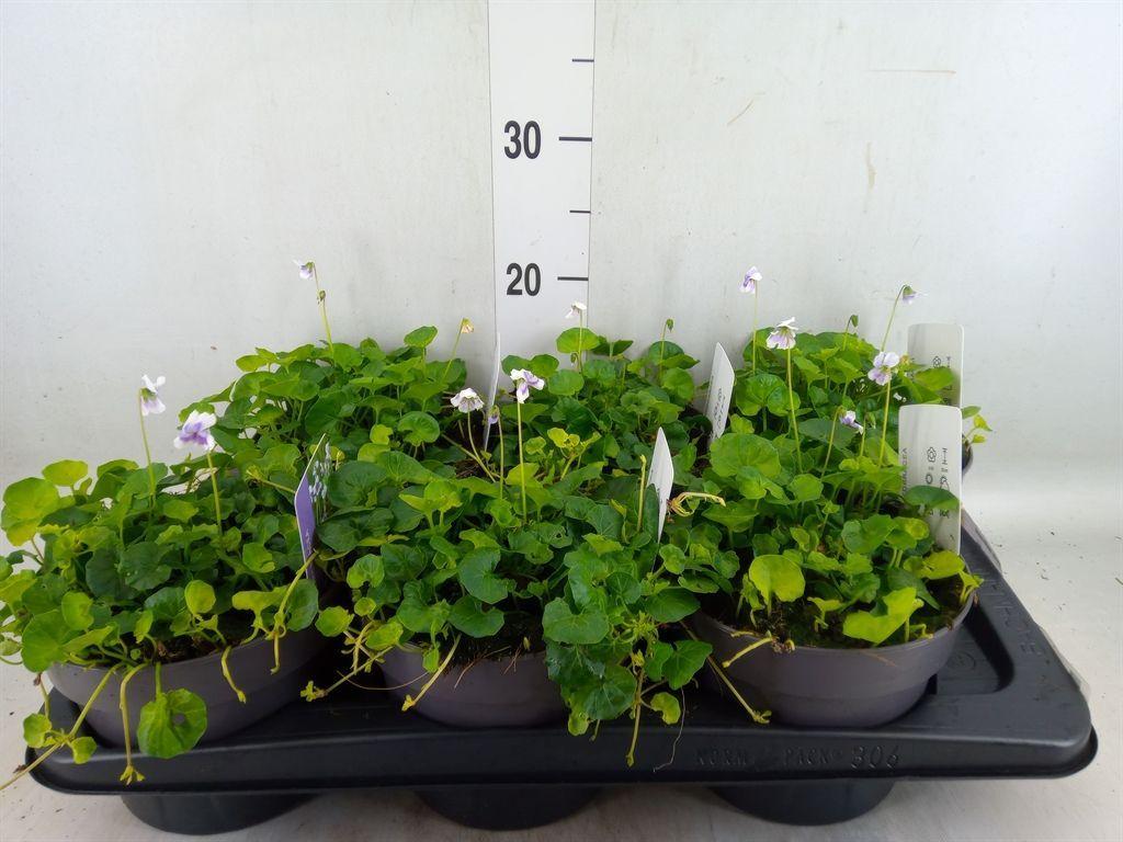 Горшечные цветы и растения оптом Viola Hederacea от 6шт (для телеги) из Голландии с доставкой по России