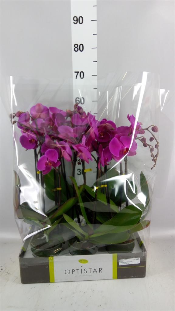 Горшечные цветы и растения оптом Phalaenopsis ...lilac от 6шт из Голландии с доставкой по России
