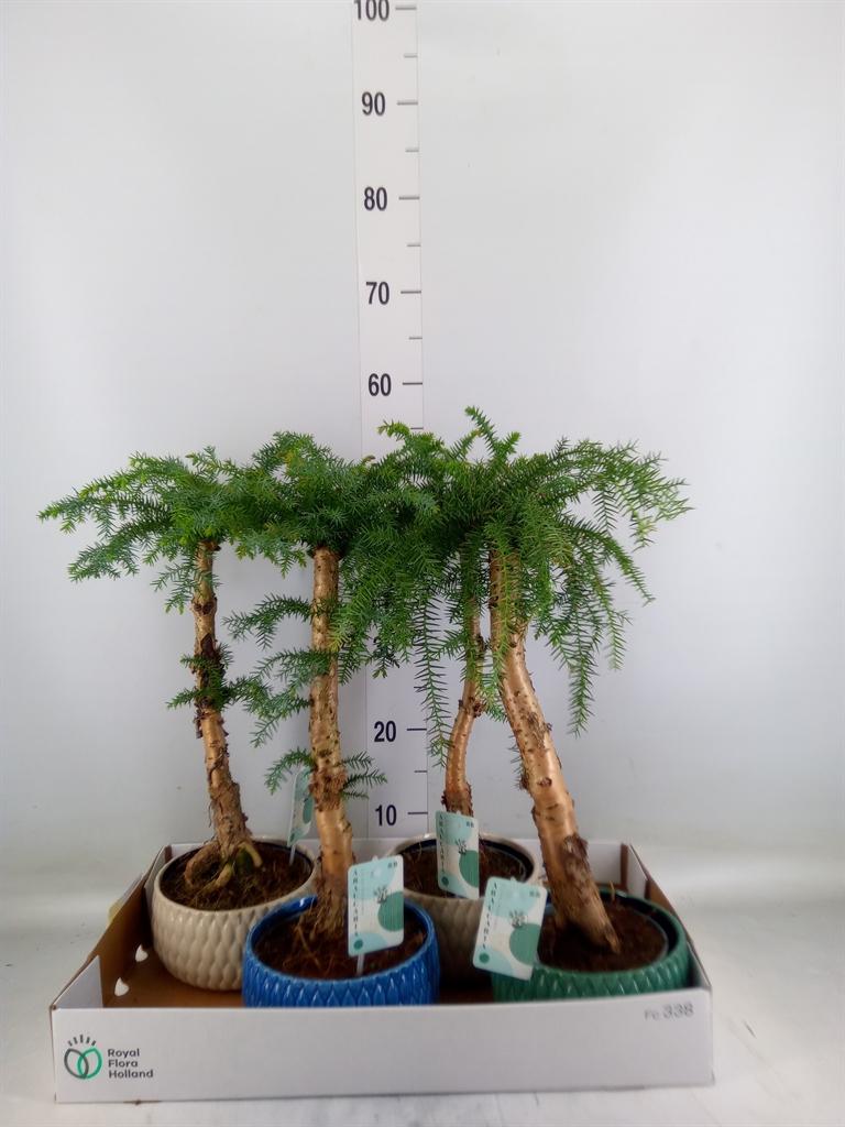 Горшечные цветы и растения оптом Araucaria   ... от 4шт из Голландии с доставкой по России