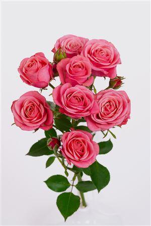 Срезанные цветы оптом Rosa large mon amour от 20шт из Голландии с доставкой по России