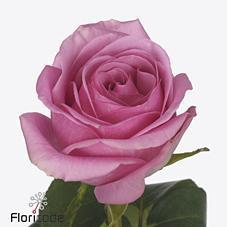 Срезанные цветы оптом Rosa large charlize! от 600шт из Голландии с доставкой по России