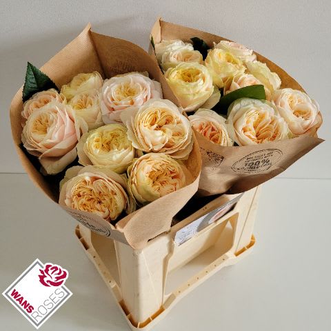 Срезанные цветы оптом Rosa garden priscilla! от 30шт из Голландии с доставкой по России
