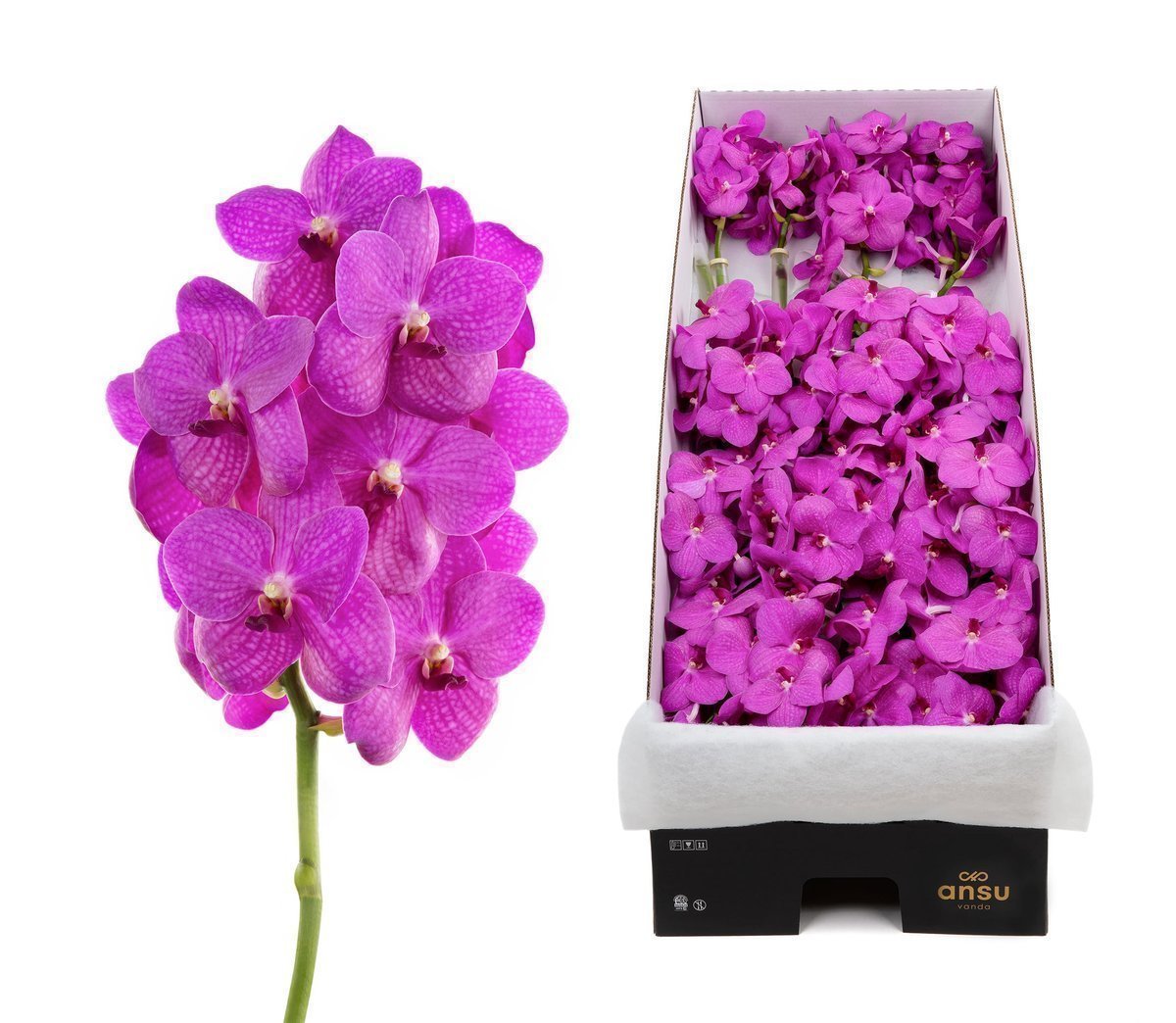 Срезанные цветы оптом Vanda nitaya hot pink от 20шт из Голландии с доставкой по России