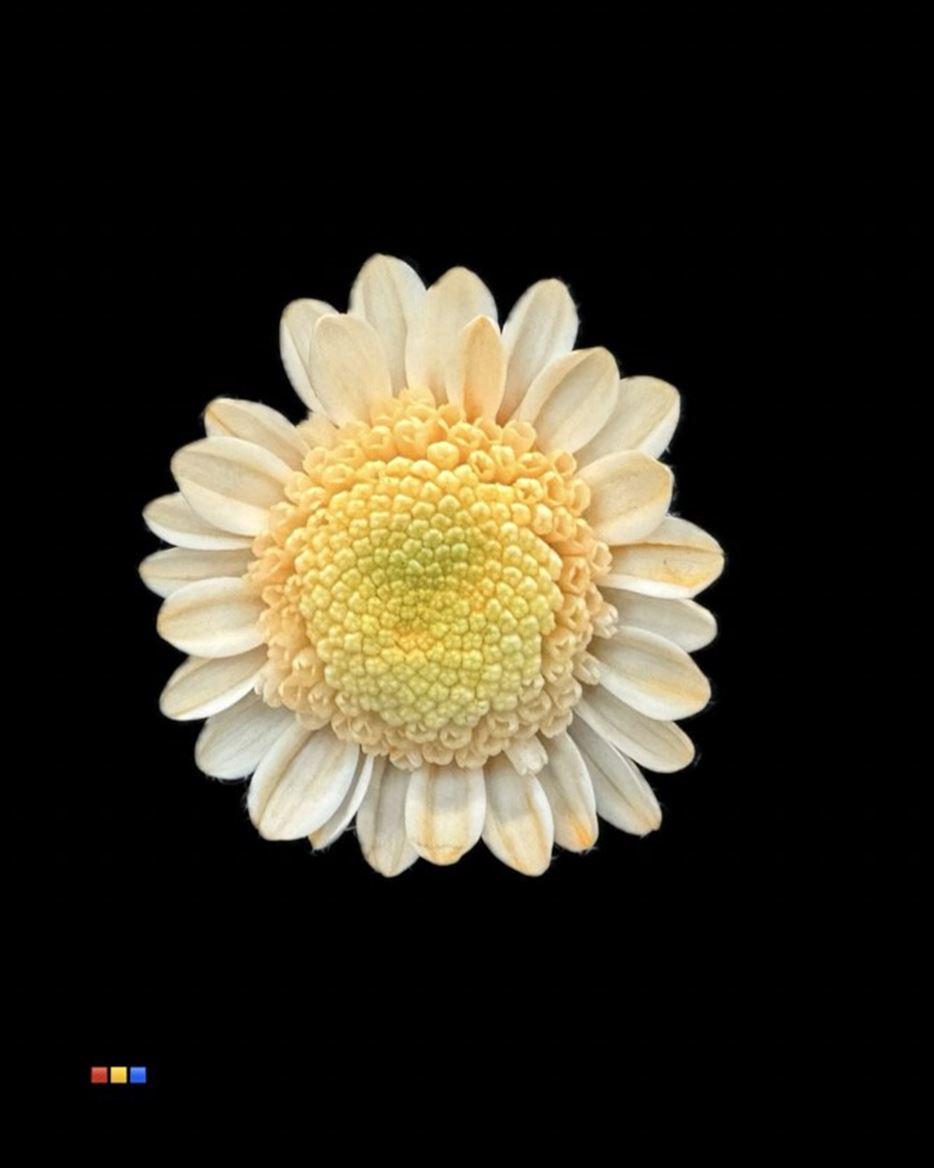 Срезанные цветы оптом Chrys sp paint stallion dusty pastel orange от 60шт из Голландии с доставкой по России