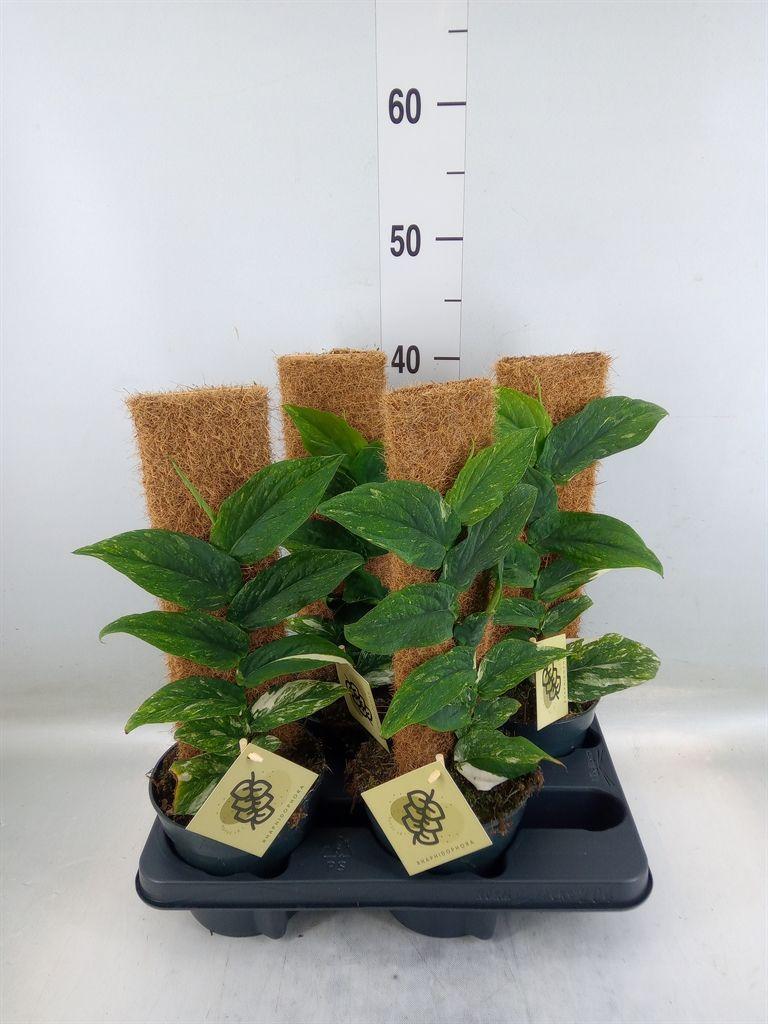 Горшечные цветы и растения оптом Rhaphidophora Korthalsii от 4шт из Голландии с доставкой по России