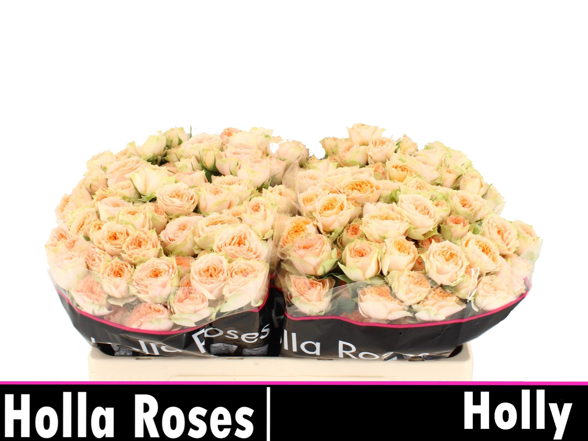 Срезанные цветы оптом Rosa spray holly A от 30шт из Голландии с доставкой по России