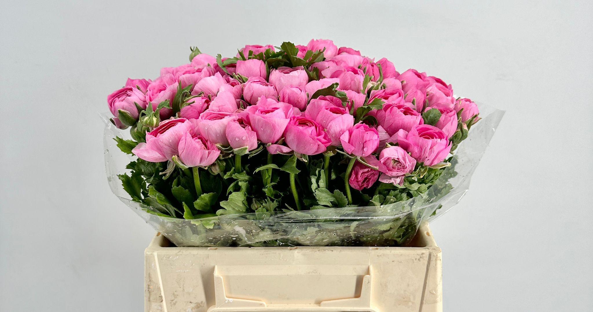 Срезанные цветы оптом Ranunculus elegance pink от 50шт из Голландии с доставкой по России