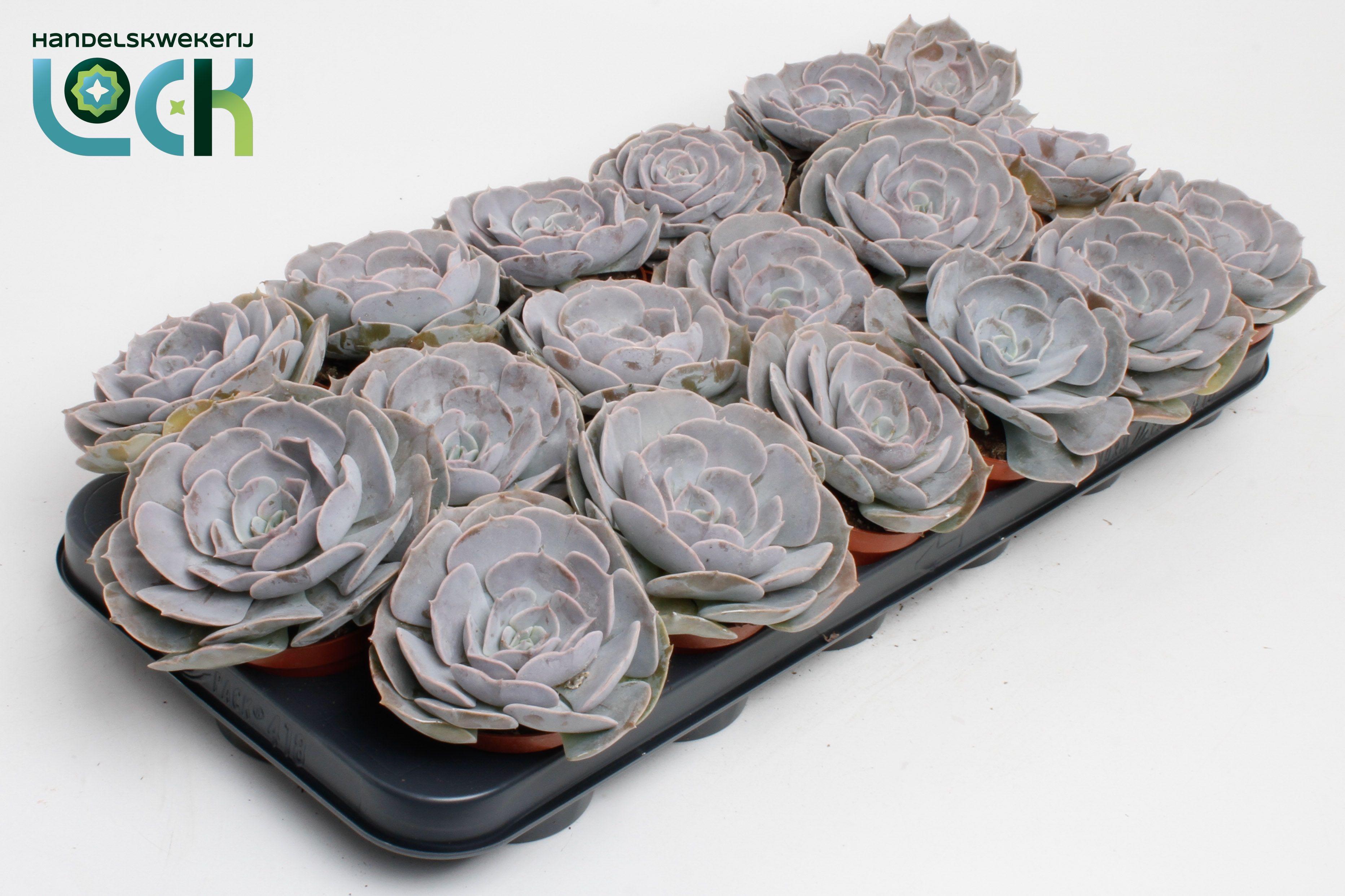 Горшечные цветы и растения оптом Echeveria Runyonii от 12шт (для телеги) из Голландии с доставкой по России