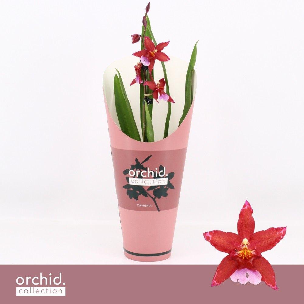 Горшечные цветы и растения оптом Cambria 1st Crimson Star Orchid Collection от 6шт из Голландии с доставкой по России