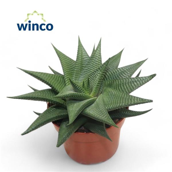 Горшечные цветы и растения оптом Haworthia Limifolia Twist от 6шт из Голландии с доставкой по России