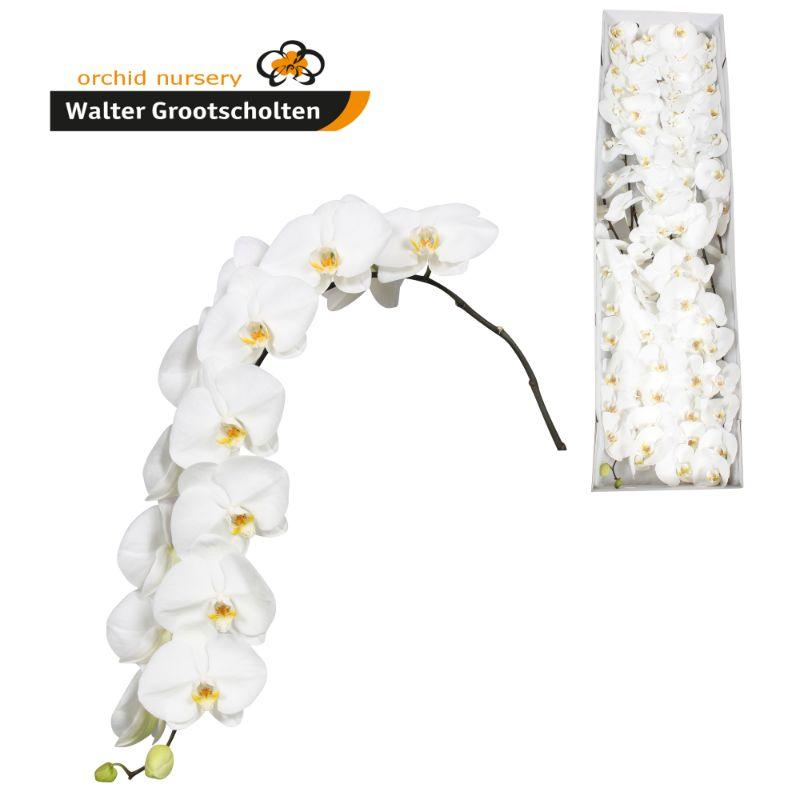 Срезанные цветы оптом Phalaenopsis sensation white (per stem) от 6шт из Голландии с доставкой по России