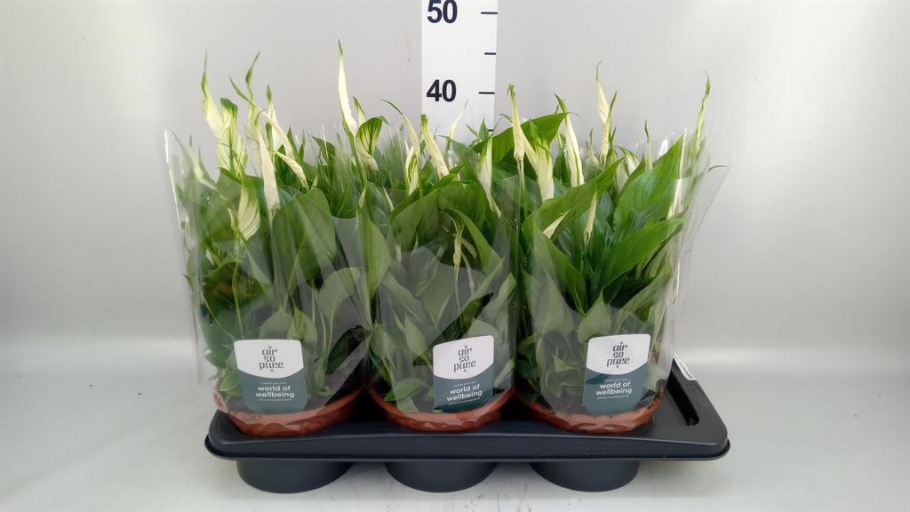 Горшечные цветы и растения оптом Spathiphyllum chopin от 6шт из Голландии с доставкой по России