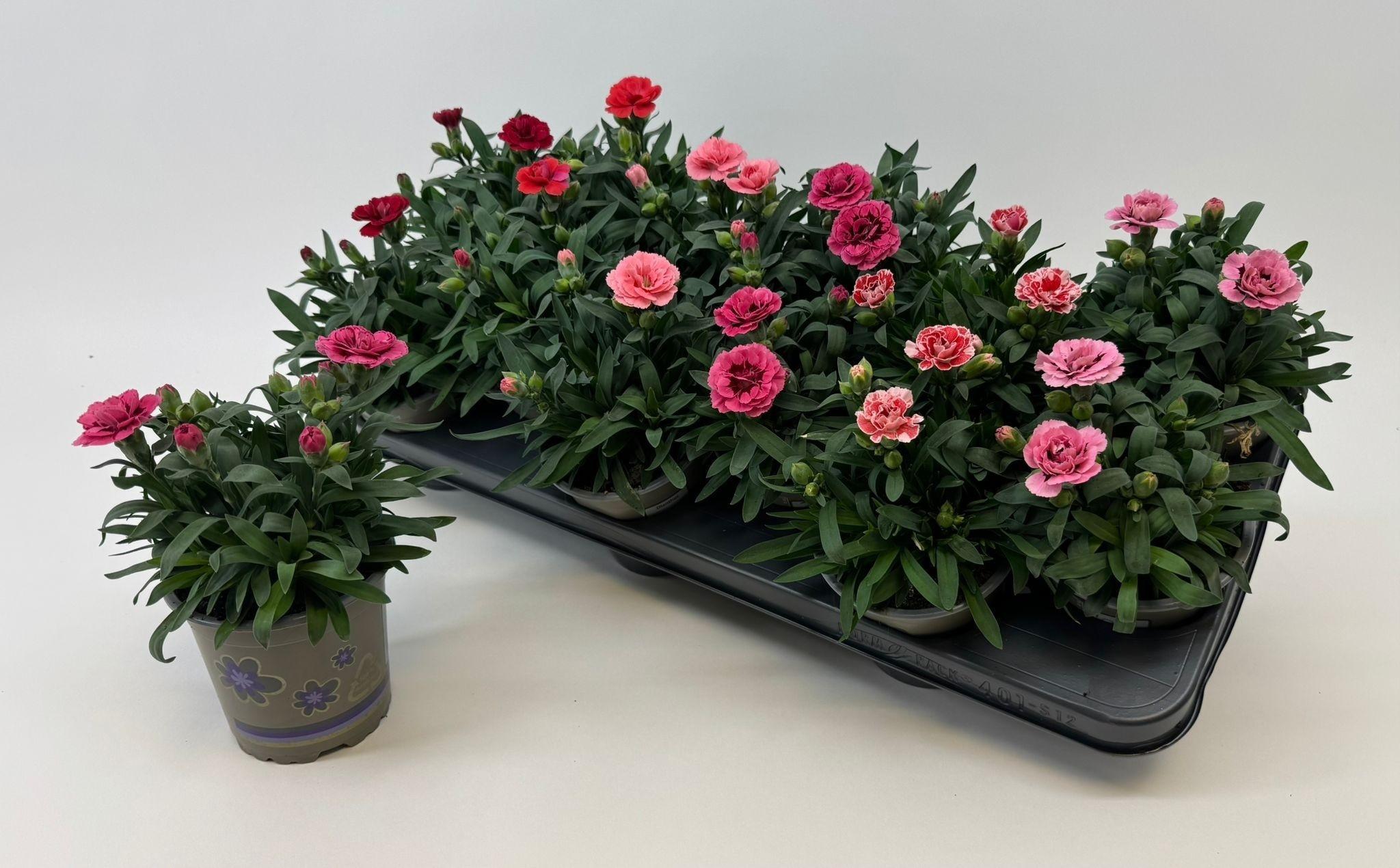 Горшечные цветы и растения оптом Dianthus Oscar Mix от 12шт из Голландии с доставкой по России Горшечные цветы и растения оптом Dianthus Oscar Mix от 12шт из Голландии с доставкой по России