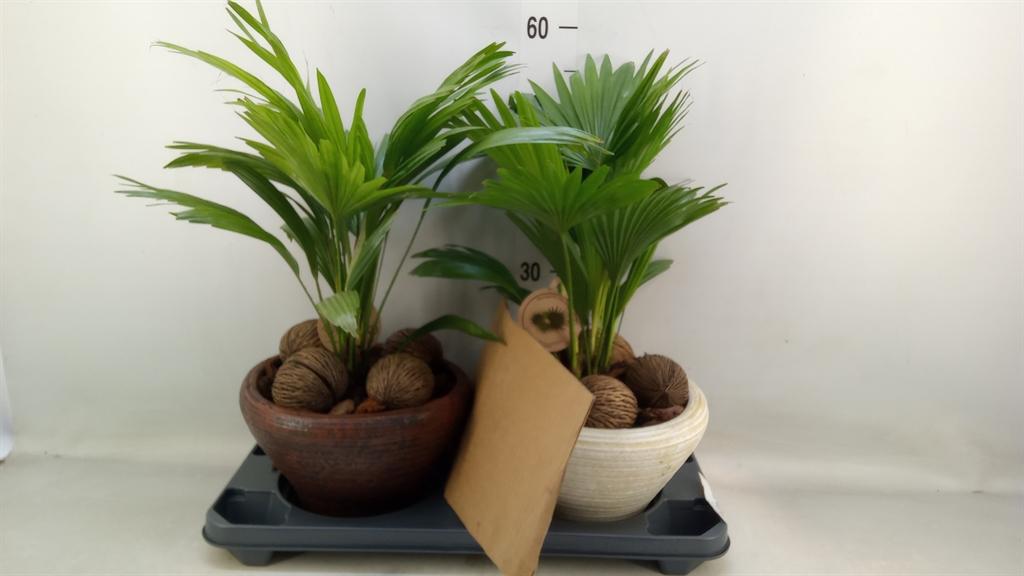 Горшечные цветы и растения оптом Livistona Rotundifolia от 2шт из Голландии с доставкой по России