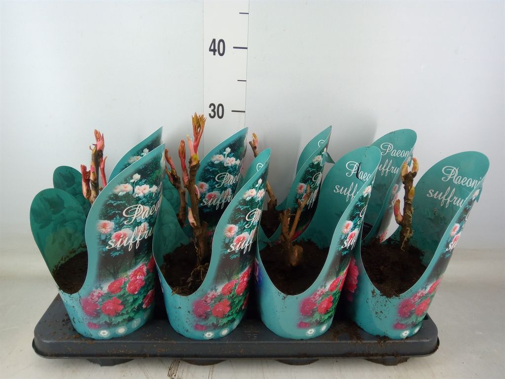 Горшечные цветы и растения оптом Paeonia Suffruticosa   ...mix от 8шт из Голландии с доставкой по России
