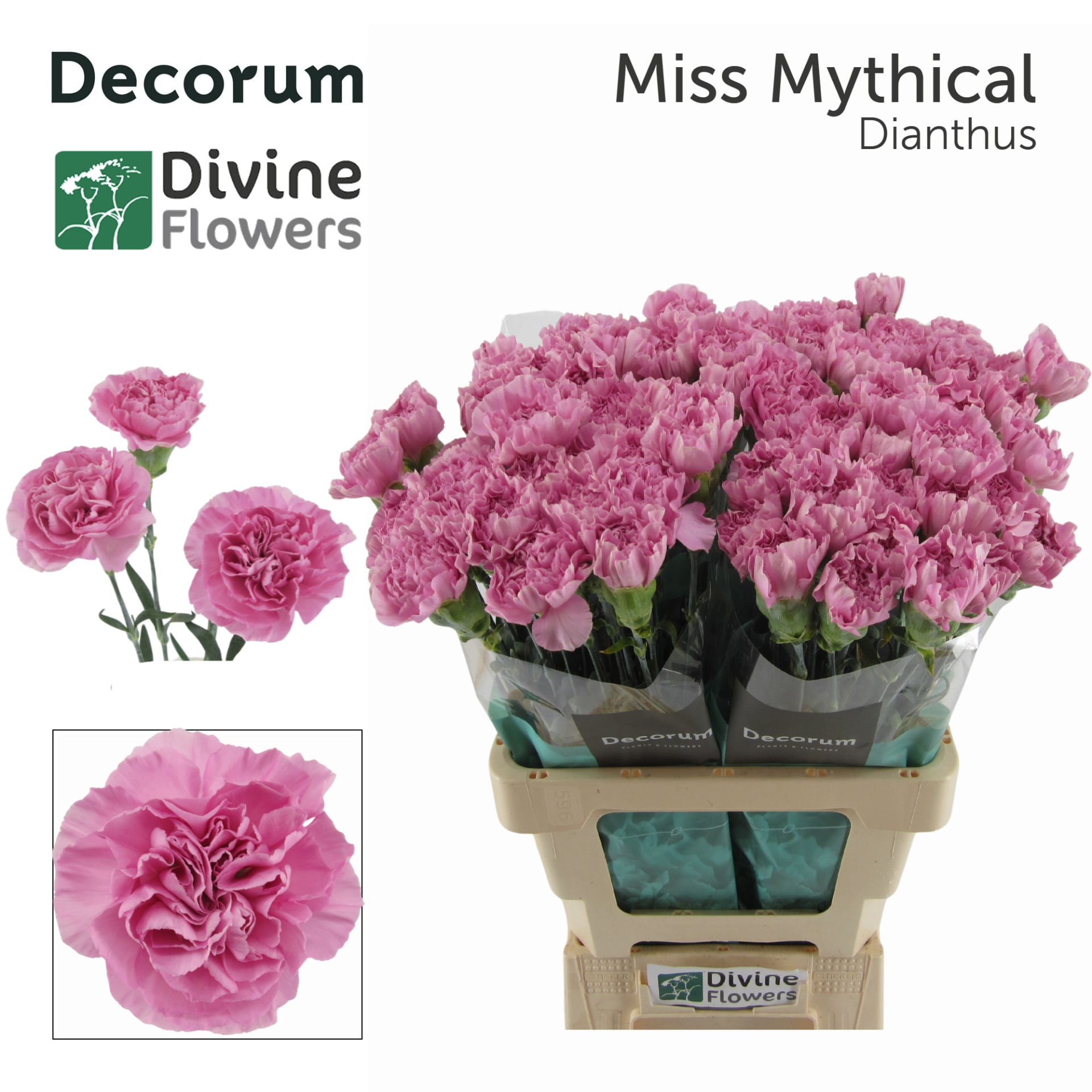 Срезанные цветы оптом Dianthus st miss mythical от 80шт из Голландии с доставкой по России