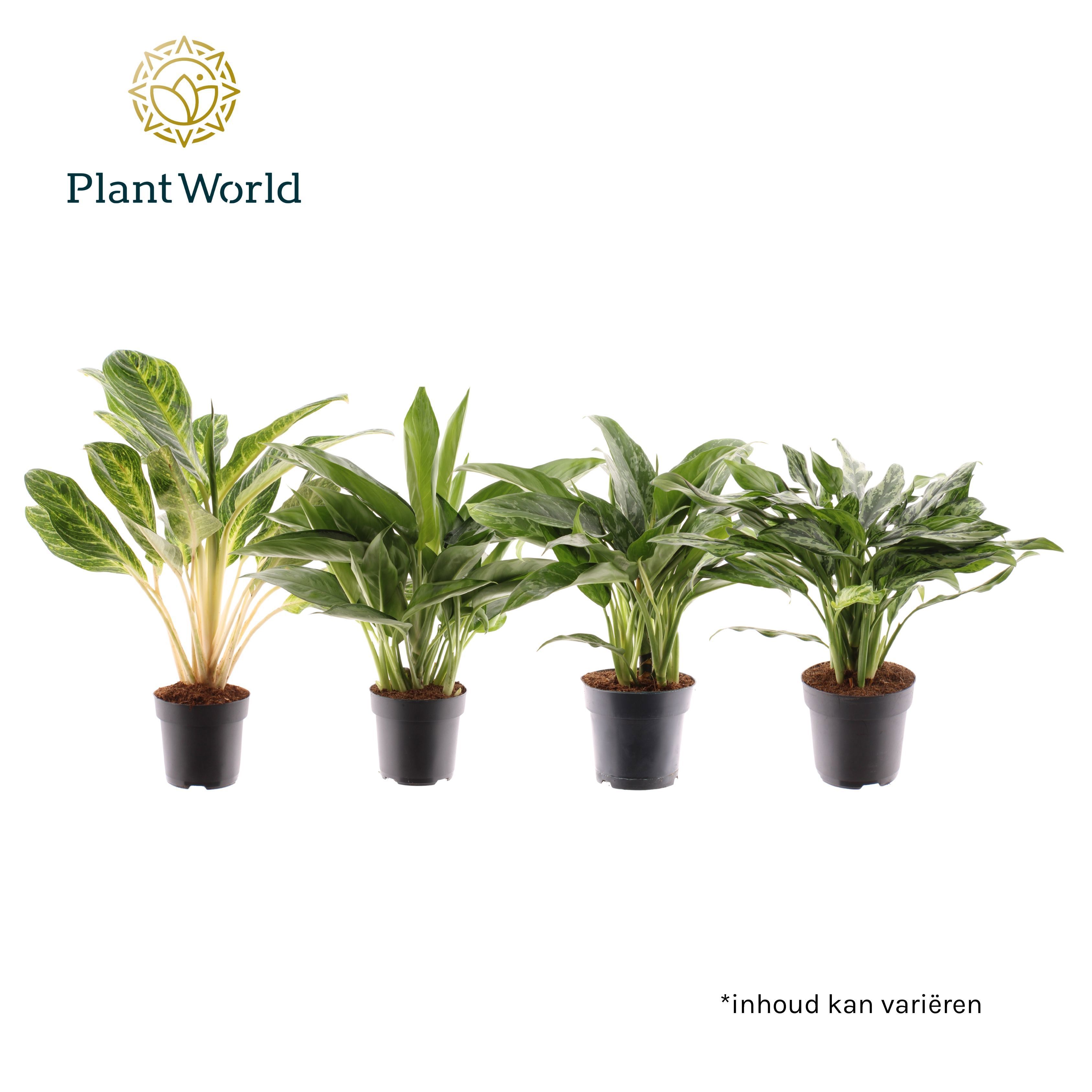 Горшечные цветы и растения оптом Aglaonema Royal Mix от 6шт из Голландии с доставкой по России