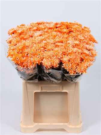 Срезанные цветы оптом Chrys sp paint euro orange white от 60шт из Голландии с доставкой по России