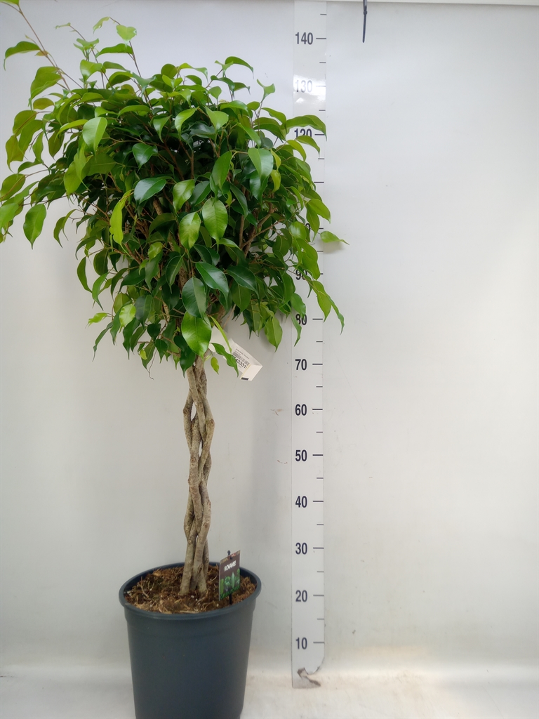 Горшечные цветы и растения оптом Ficus Be Exotica Twisted от 1шт из Голландии с доставкой по России